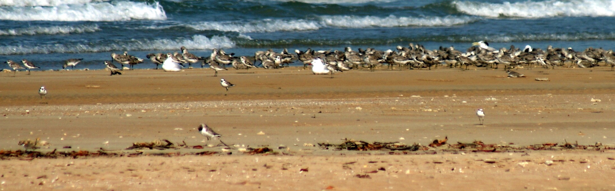 When the tide is right Lee Point hundreds of birds can be seen roosting at Lee Point 